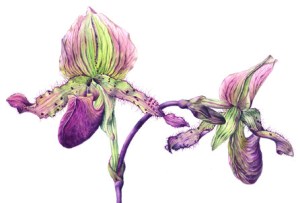 Paphiopedilum sp., © Marianne McPhie