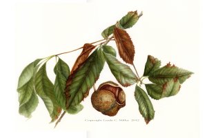 Go to Botanical Art Today