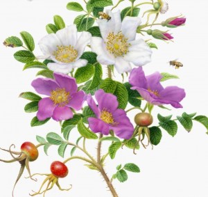 Beach Rose, watercolor on paper © 2011 by Karen Kluglein. All rights reserved