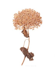 Hydrangea arborescens, © Barbara Klaas. All rights reserved.