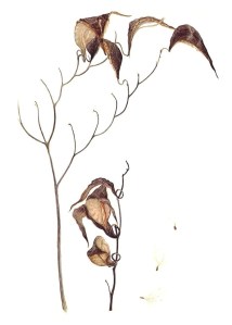 Asclepias tuberosa, © Lynne Railsback. All rights reserved.