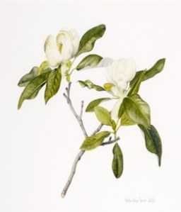 Magnolia virginiana painted by Keiko Tarver, a member of the Philadelphia Society of Botanical Artists. The magnolia is one of the American plants sent to England by John Bartram whose garden was and is still in Philadelphia.