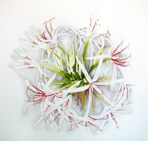 Crinum asiaticum, watercolor, 20