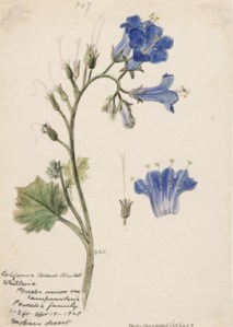 Stella Sherwood Vosburg, (1869–1943) Phacelia campanularia ssp. vasiformis, Desert Bells, Mojave Desert. 1929. Watercolor on paper. Private collection.