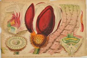 Victoria regia by Carl Ulke. Image courtesy of Crispian Riley-Smith Fine Arts Ltd. All rights reserved.
