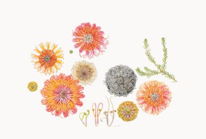 Heath-leaved Banksia, Banksia ericifolia L.f. [Banksia ericifolia Linnaeus filius, Proteaceae], watercolor on paper by Julie Dagmar Nettleton (Australia), 2012, 38.5 x 57 cm, HI Art accession no. 8038, ©2012 Julie Dagmar Nettleton, All Rights Reserved.