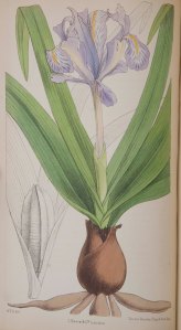 Image courtesy of Lenhardt Library, Chicago Botanic Garden. All rights reserved.