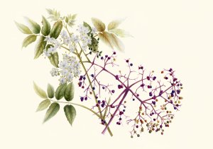 Visit Linda's website Berries for Nana's Jam, watercolor. © 2013 by Linda C. Miller. All rights reserved.