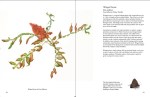 Winged Sumac by Rose Pellicano. Image courtesy Starbooks.