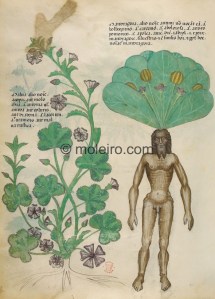 View Tractatus de Herbis Mandrake. Image courtesy of M. Moleiro Editor, S.A., all rights reserved