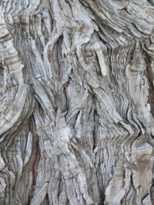 ©2013 ArtPlantae LLC