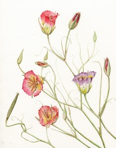 Mariposa Lily, © Joan Keesey, All rights reserved