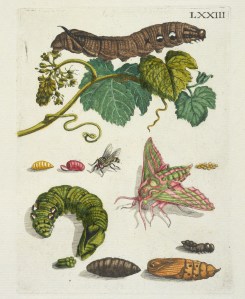 Druivenblossem [De Europische insecten] , Merian, Maria Sibylla, 1647-1717 , Engraving, hand-colored ,1730. Digital image courtesy of the Getty’s Open Content Program.