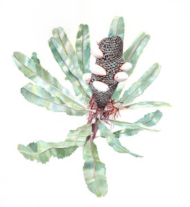 Raspberry Frost Banksia (Banskia menziesii), watercolor, 22x30". © Sharon Birzer, all rights reserved.