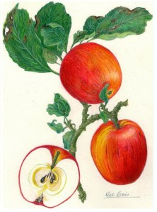 Chenango Strawberry. © A.L. DuBois, All rights reserved