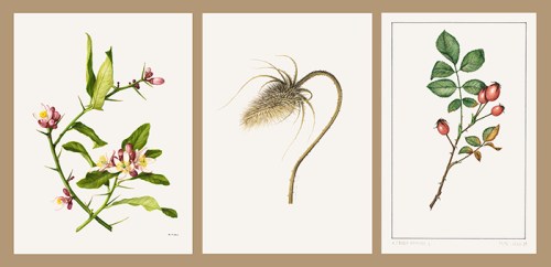 Left, Citron: Citrus medica [Citrus medica Linnaeus, Rutaceae], watercolor on paper by Marilena Pistoia (Italy), [pre-1984], 35 × 25.5 cm, for Laura Peroni, Il Linguaggio del Fiori (Milan, Arnoldo Mondadori, 1984, p. 53), HI Art accession no. 6773.20, © 1984 Arnoldo Mondadori Editore, Milan, All rights reserved. Center, Teasel [Dipsacus Linnaeus, Dipsacaceae], watercolor on paper by Celia Crampton (Africa/England), 2003, 37 × 28 cm, HI Art accession no. 7586, © 2003 Celia Crampton, All rights reserved. Right, Rosa canina L. [Rosa Linnaeus, Rosaceae], watercolor on paper by Petr Liska (Czech Republic), 1981, 24 × 16.5 cm, HI Art accession no. 6463, © 1981 Petr Liska, All rights reserved. 