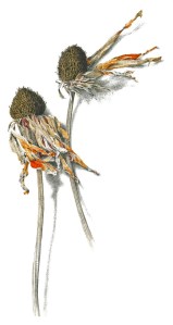 Tithonia @ 2006 by John Gist. All rights reserved