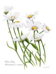 Shasta Daisy. © Nancy Wheeler Klippert. All rights reserved