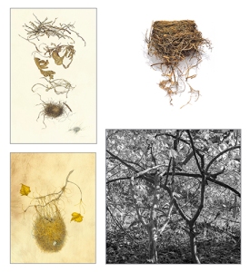 Clockwise from above left: Assemblage, watercolor and pencil on Kelmscott vellum by Kate Nessler, 2014, 30.5 × 22", © 2014 Kate Nessler, All rights reserved; Bird Nest Series No.1, colored pencil on paper by David Morrison, 2014, 13 × 19", © 2014 David Morrison, All rights reserved; Woven Trees, archival ink-jet print from 2.25 film negative by Sue Abramson, 2014, 24 × 24", © 2014 Sue Abramson, All rights reserved; Epilogue, watercolor on Cowley’s veiny calfskin vellum by Wendy Brockman, 2014, 27 × 23", © 2014 Wendy Brockman, All rights reserved.