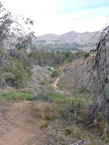 Canyon views at UCR Botanic Gardens