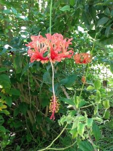 Hibiscus schizopetalus (Fringed Hibiscus).