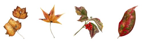 Fall leaves © Linda C. Miller, all rights reserved