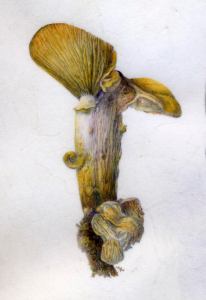 © Margaret Saylor, all rights reserved