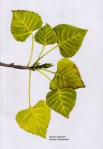 Populus deltoides © 2016 Gail Selfridge. All rights reserved