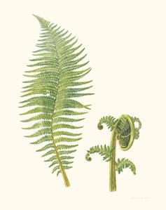 Soft Tree Fern, Dicksonia antarctica [Dicksonia antarctica Labillardière, Dicksoniaceae], watercolor on paper by Laurie Andrews (1936–), 2008, 76.5 ◊ 56.5 cm, HI Art accession no. 8078, reproduced by permission of the artist.