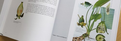 Nuphar - from fruit to seed dispersal, ©2016 Niki Simpson, all rights reserved