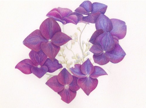 Create botanical art in colored pencil with Paetra Tauchert. Register today!