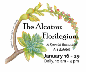 Echeveria pulvinata, © Elizabeth Peyton, all rights reserved