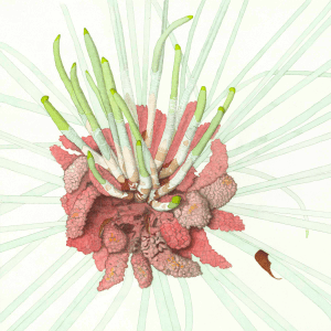 Red Pine New Growth, © Debra Greenblatt, all rights reserved. Courtesy MacRostie Art Center.